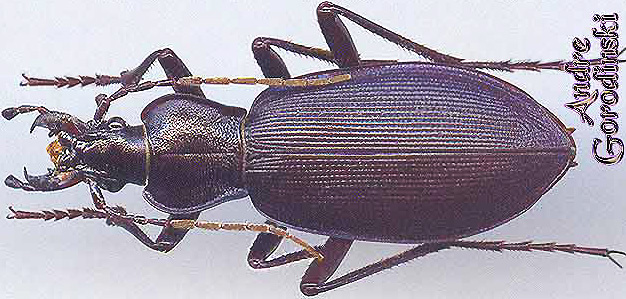 http://www.gorodinski.ru/carabus/Deroplectes sphinx pseudocoiffaitianus.jpg